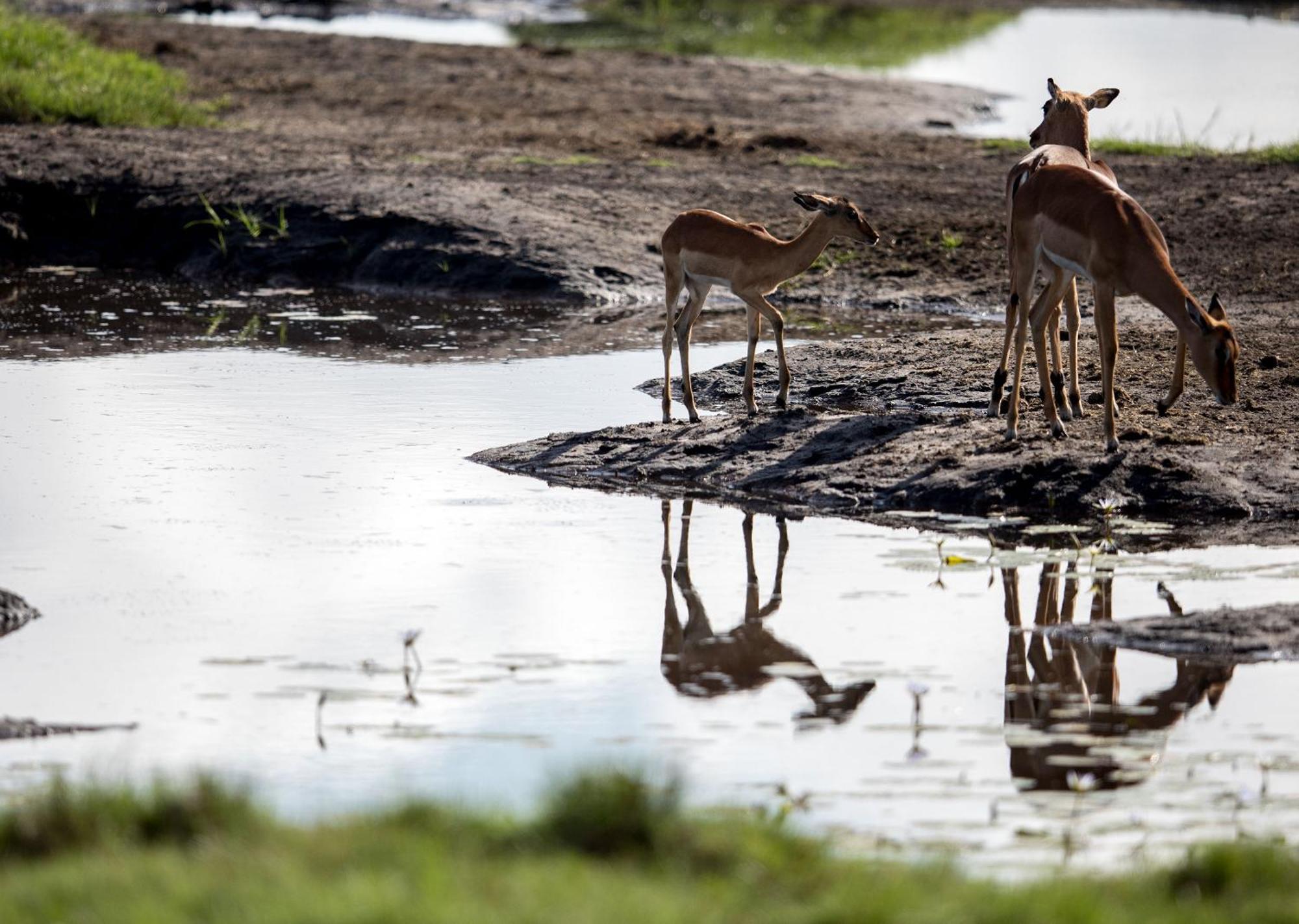 Royal Thonga Safari Lodge Sihangwane Екстер'єр фото