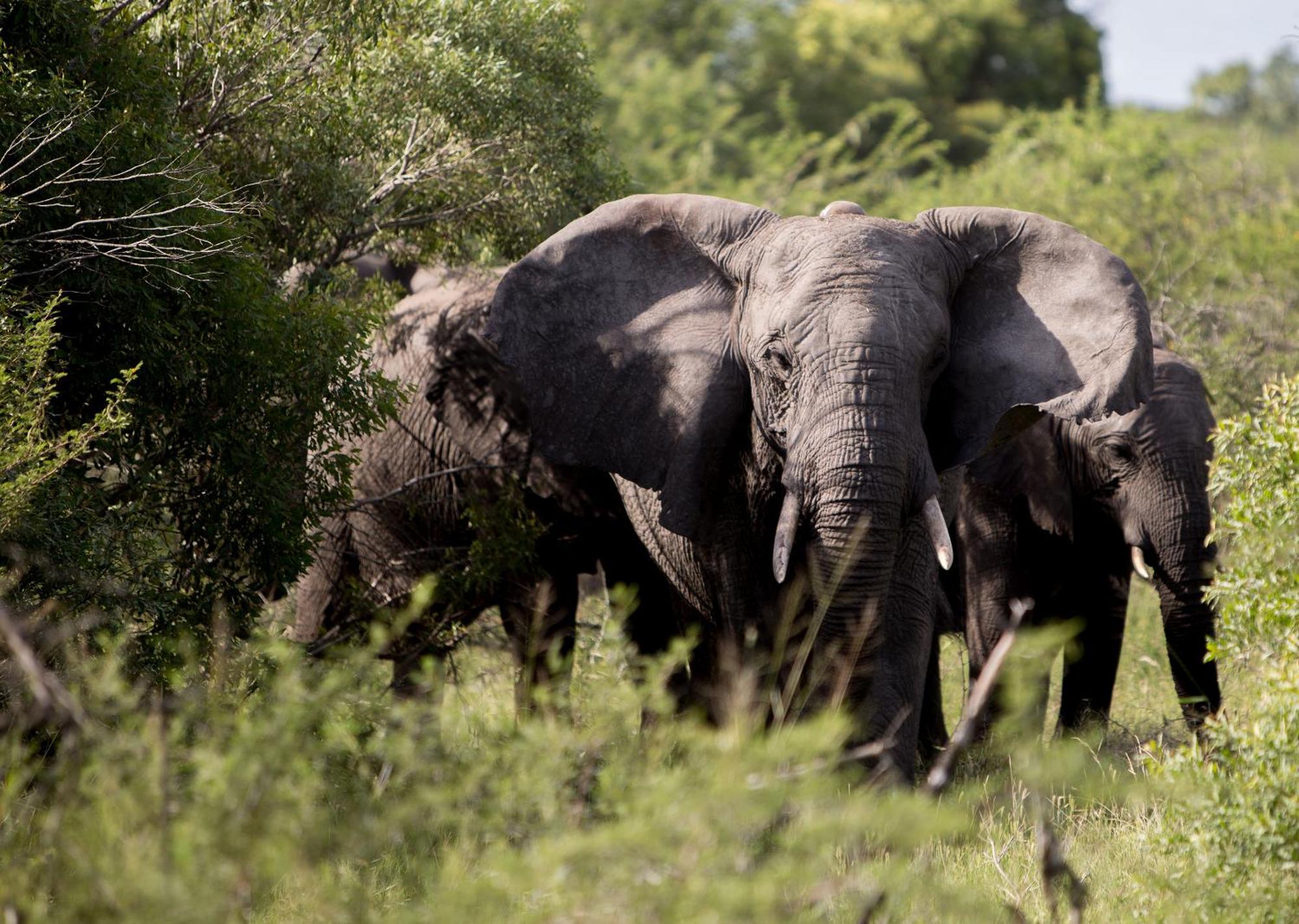Royal Thonga Safari Lodge Sihangwane Екстер'єр фото