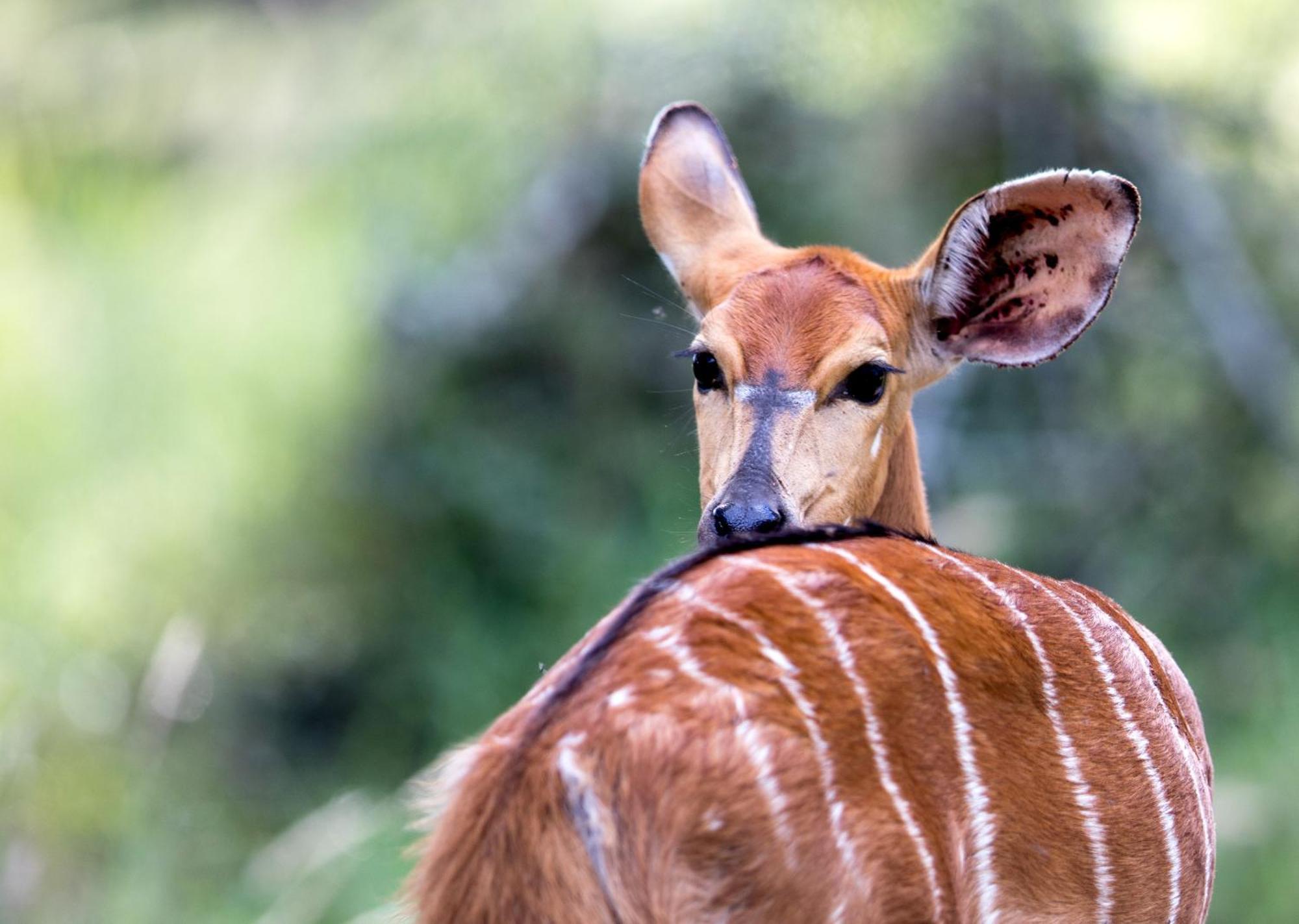 Royal Thonga Safari Lodge Sihangwane Екстер'єр фото
