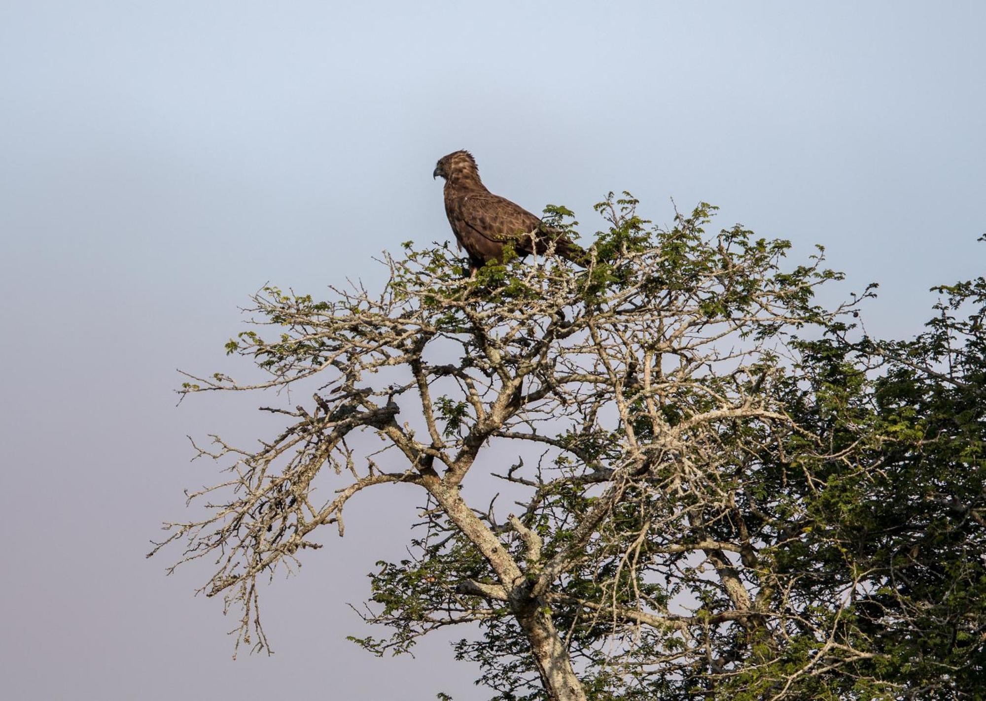Royal Thonga Safari Lodge Sihangwane Екстер'єр фото