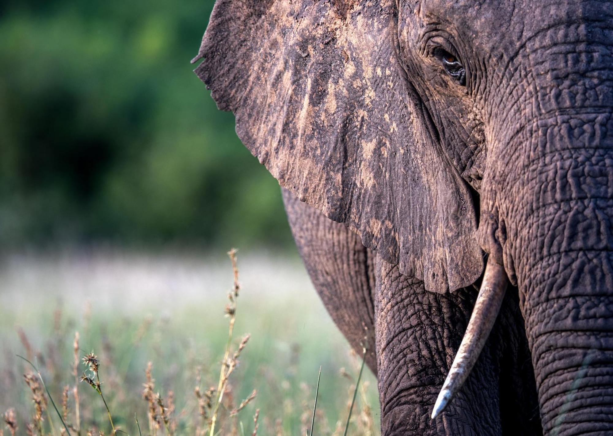 Royal Thonga Safari Lodge Sihangwane Екстер'єр фото