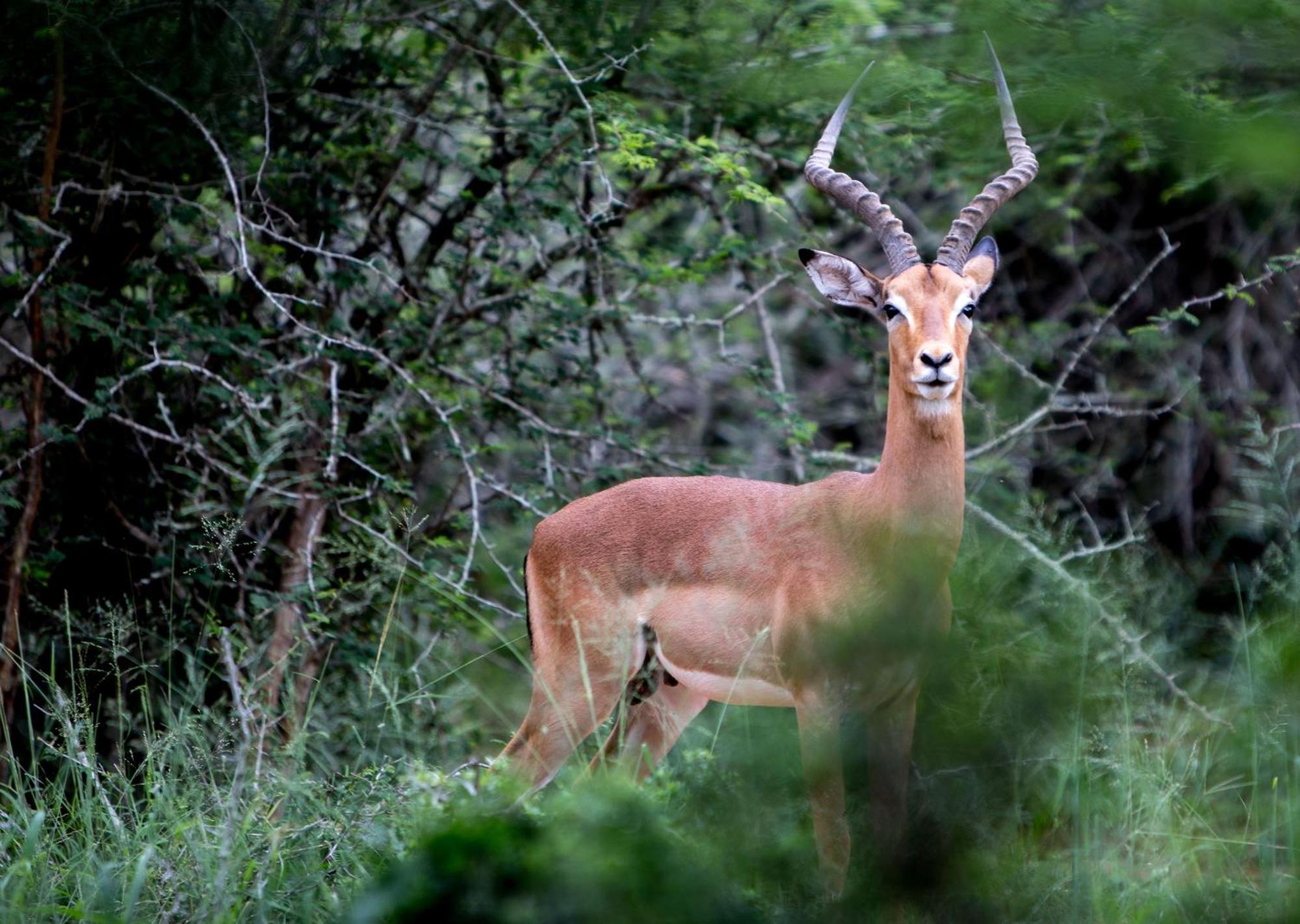 Royal Thonga Safari Lodge Sihangwane Екстер'єр фото
