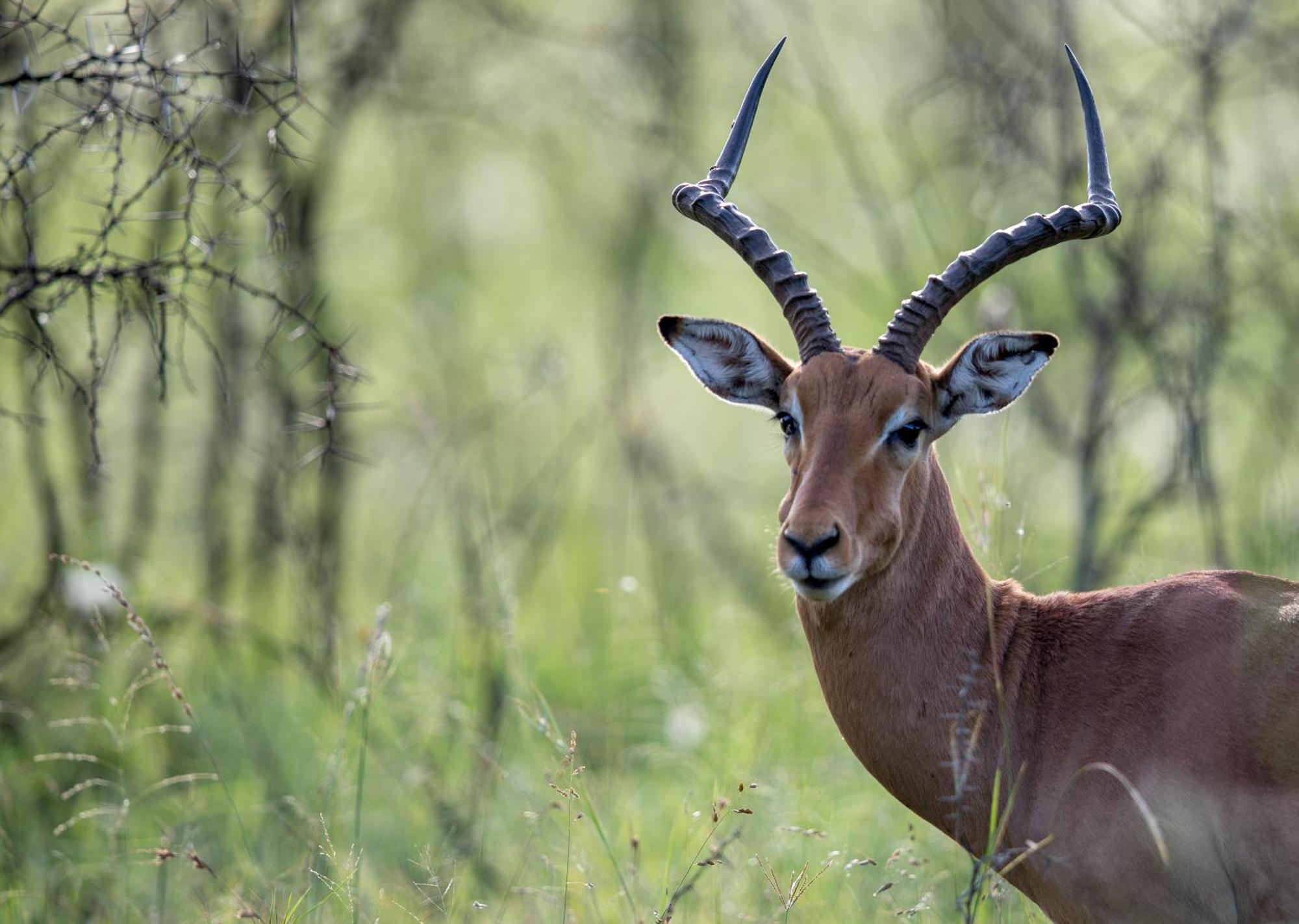 Royal Thonga Safari Lodge Sihangwane Екстер'єр фото