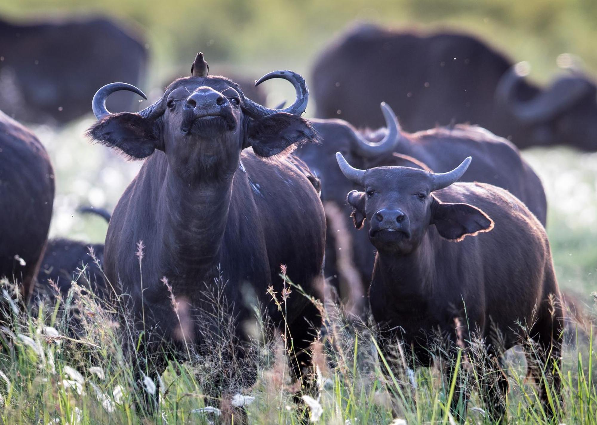 Royal Thonga Safari Lodge Sihangwane Екстер'єр фото