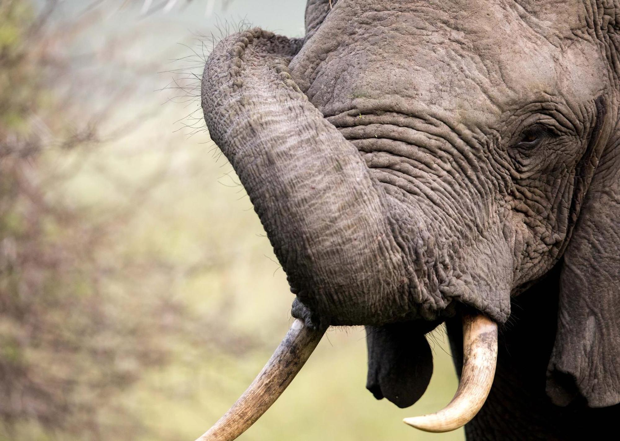 Royal Thonga Safari Lodge Sihangwane Екстер'єр фото