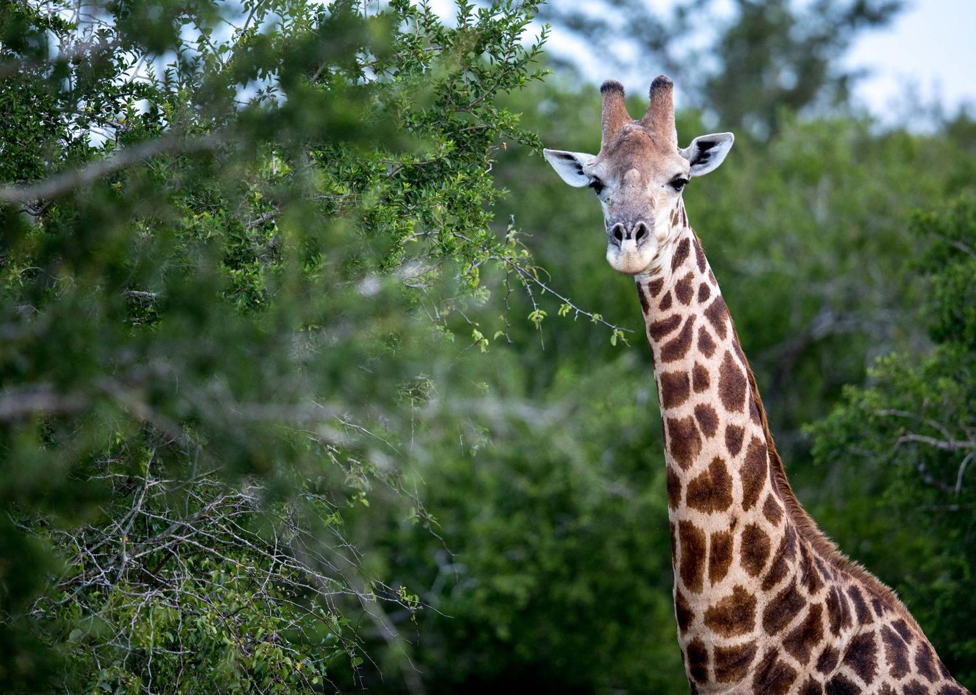 Royal Thonga Safari Lodge Sihangwane Екстер'єр фото