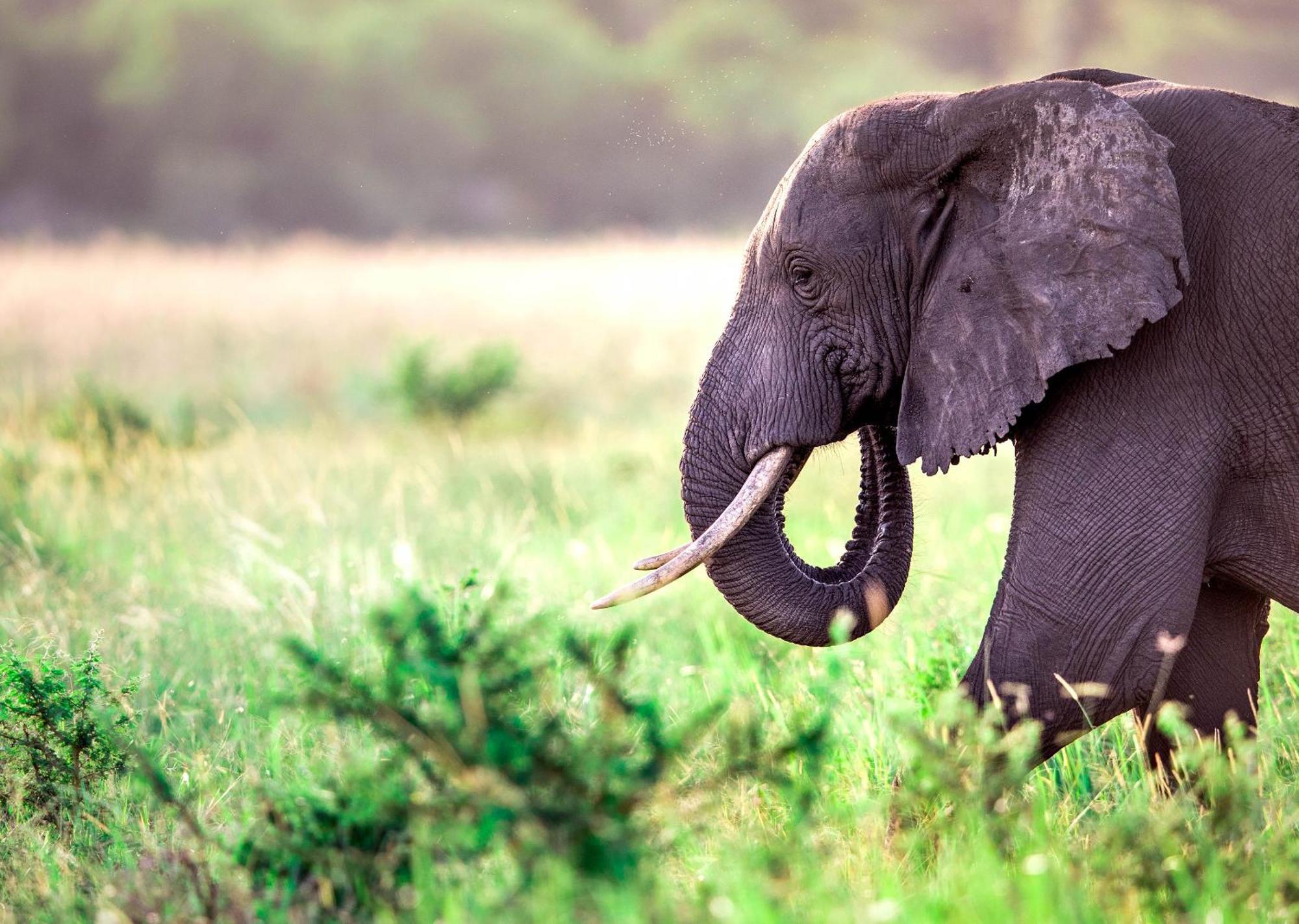 Royal Thonga Safari Lodge Sihangwane Екстер'єр фото