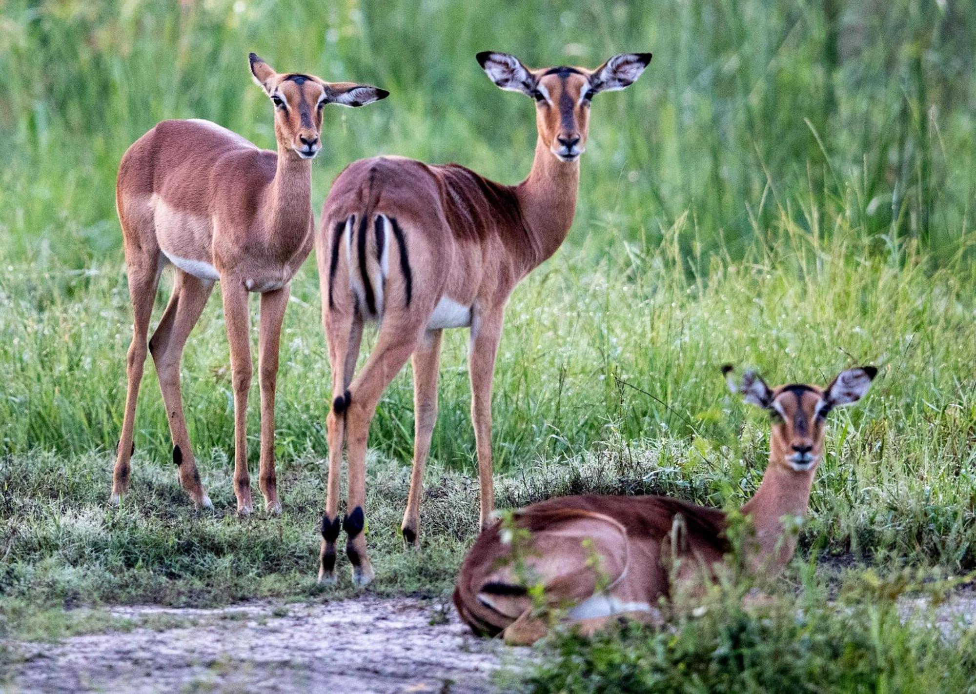 Royal Thonga Safari Lodge Sihangwane Екстер'єр фото