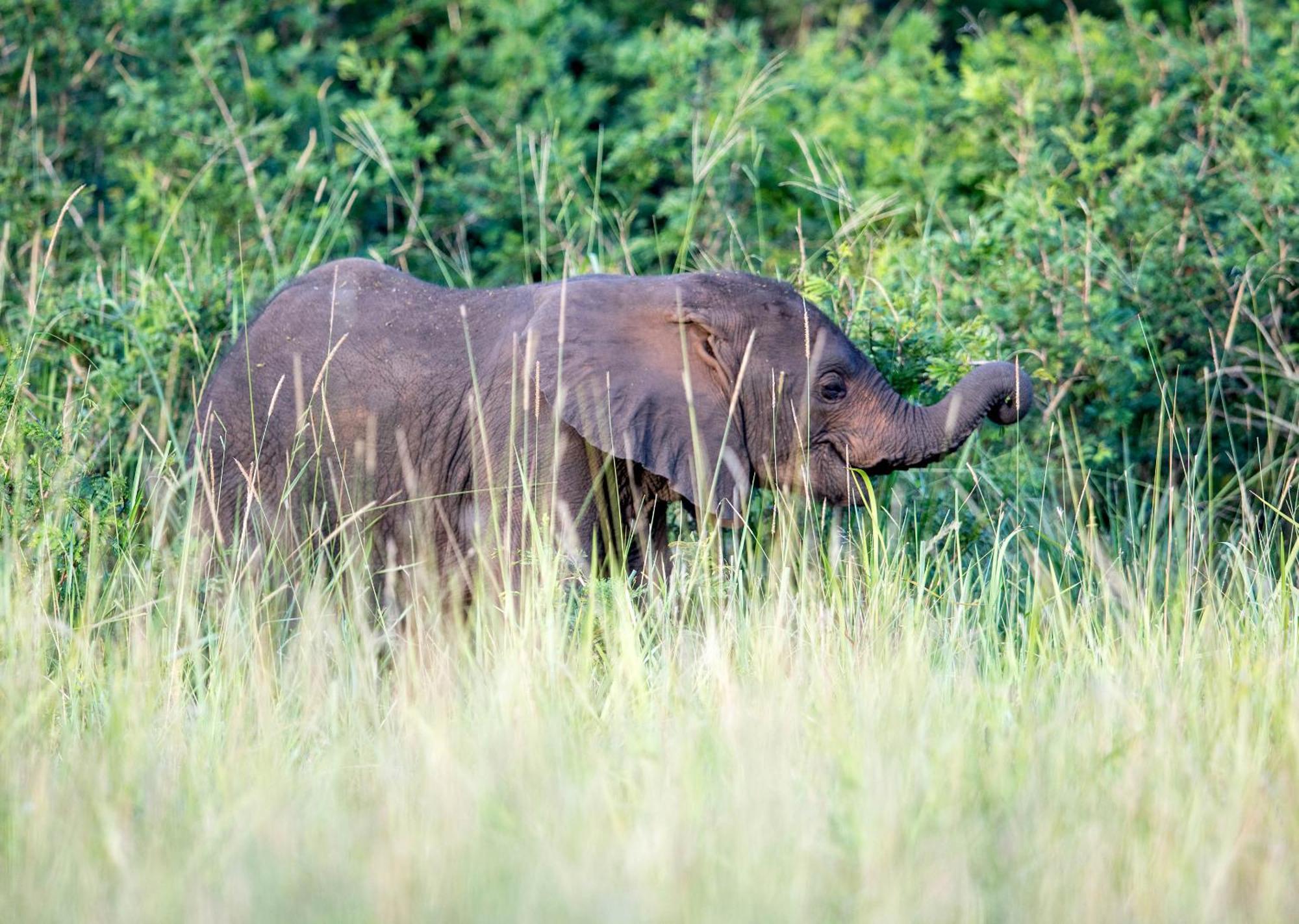 Royal Thonga Safari Lodge Sihangwane Екстер'єр фото